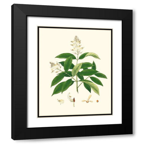 Spring Green Foliage V Black Modern Wood Framed Art Print with Double Matting by Unknown