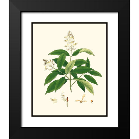 Spring Green Foliage V Black Modern Wood Framed Art Print with Double Matting by Unknown