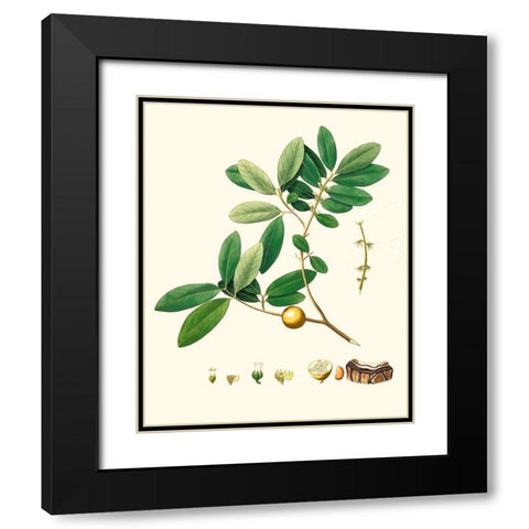 Spring Green Foliage VII Black Modern Wood Framed Art Print with Double Matting by Unknown