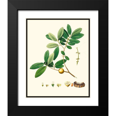 Spring Green Foliage VII Black Modern Wood Framed Art Print with Double Matting by Unknown