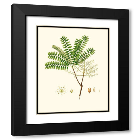 Spring Green Foliage VIII Black Modern Wood Framed Art Print with Double Matting by Unknown