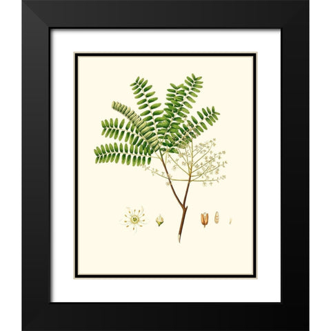 Spring Green Foliage VIII Black Modern Wood Framed Art Print with Double Matting by Unknown
