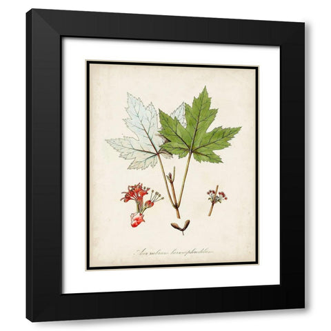 Antique Tree Study I Black Modern Wood Framed Art Print with Double Matting by Unknown