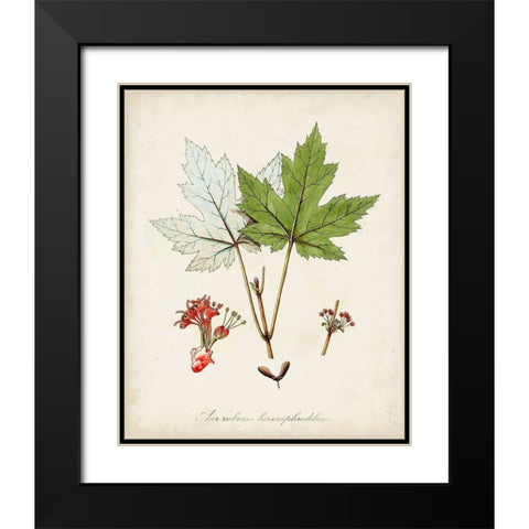 Antique Tree Study I Black Modern Wood Framed Art Print with Double Matting by Unknown