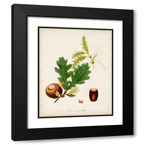 Antique Tree Study III Black Modern Wood Framed Art Print with Double Matting by Unknown