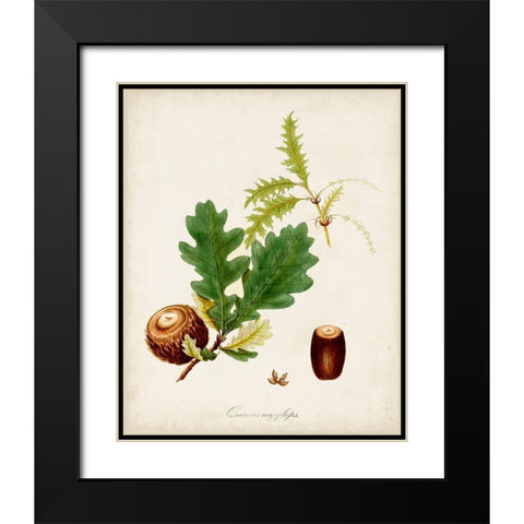 Antique Tree Study III Black Modern Wood Framed Art Print with Double Matting by Unknown