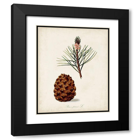 Antique Tree Study V Black Modern Wood Framed Art Print with Double Matting by Unknown