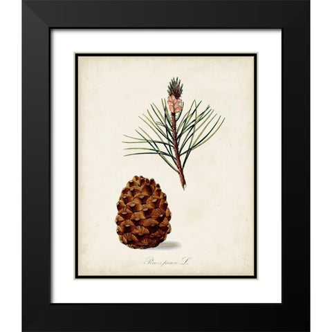 Antique Tree Study V Black Modern Wood Framed Art Print with Double Matting by Unknown