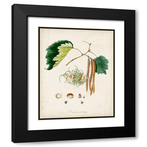 Antique Tree Study VI Black Modern Wood Framed Art Print with Double Matting by Unknown