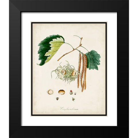Antique Tree Study VI Black Modern Wood Framed Art Print with Double Matting by Unknown