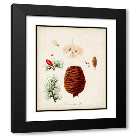 Antique Tree Study VII Black Modern Wood Framed Art Print with Double Matting by Unknown