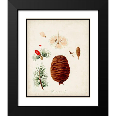 Antique Tree Study VII Black Modern Wood Framed Art Print with Double Matting by Unknown