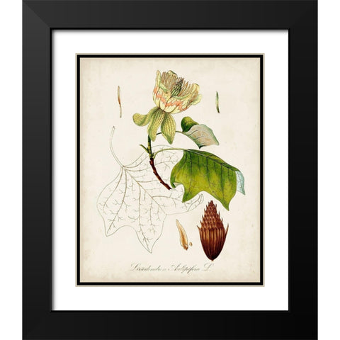 Antique Tree Study IX Black Modern Wood Framed Art Print with Double Matting by Unknown