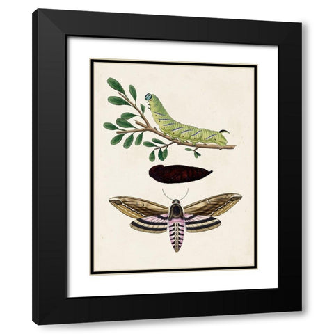 Caterpillar and Moth I Black Modern Wood Framed Art Print with Double Matting by Unknown