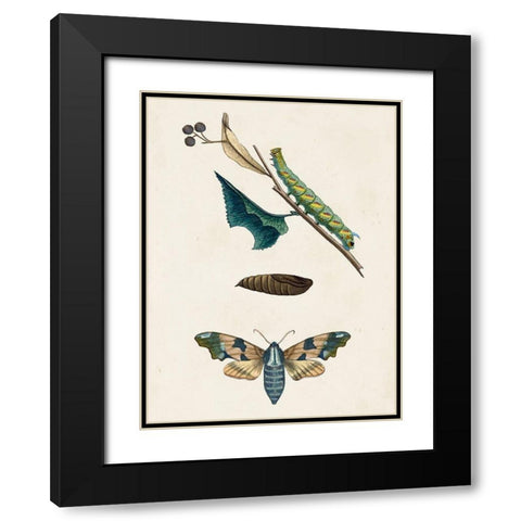 Caterpillar and Moth II Black Modern Wood Framed Art Print with Double Matting by Unknown