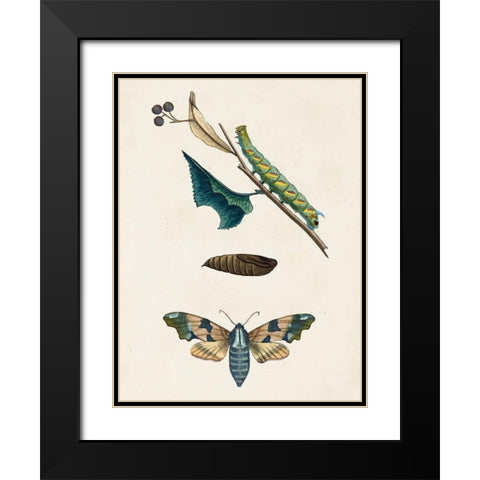 Caterpillar and Moth II Black Modern Wood Framed Art Print with Double Matting by Unknown