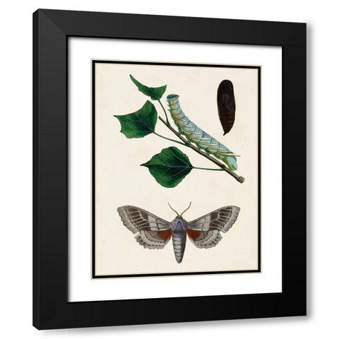 Caterpillar and Moth III Black Modern Wood Framed Art Print with Double Matting by Unknown