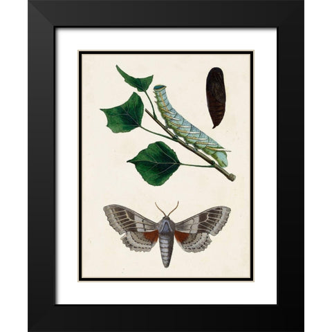 Caterpillar and Moth III Black Modern Wood Framed Art Print with Double Matting by Unknown
