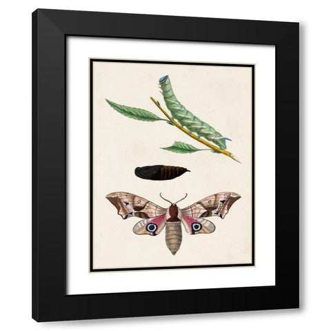 Caterpillar and Moth IV Black Modern Wood Framed Art Print with Double Matting by Unknown