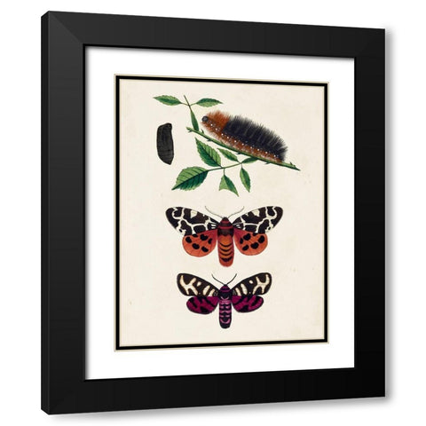 Caterpillar and Moth V Black Modern Wood Framed Art Print with Double Matting by Unknown
