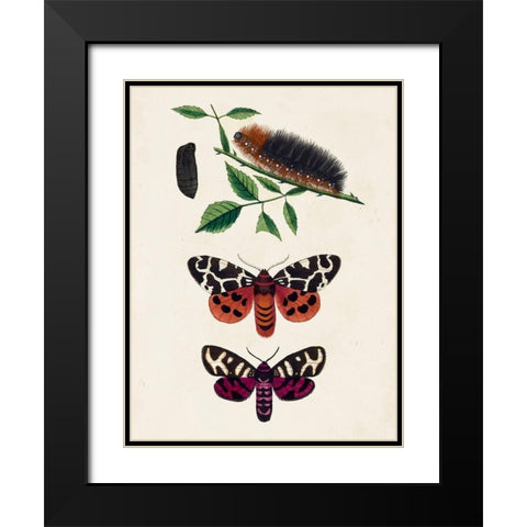 Caterpillar and Moth V Black Modern Wood Framed Art Print with Double Matting by Unknown