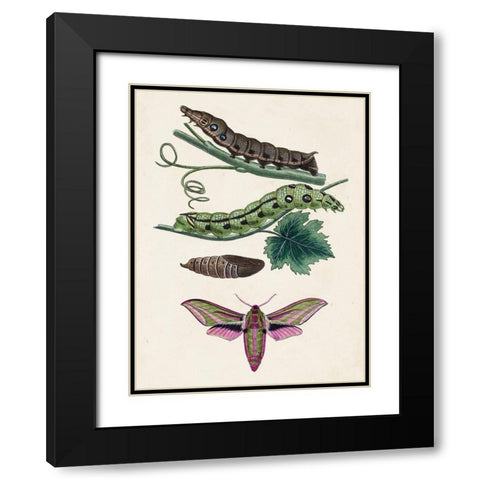 Caterpillar and Moth VI Black Modern Wood Framed Art Print with Double Matting by Unknown