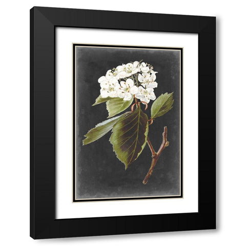 Dramatic White Flowers I Black Modern Wood Framed Art Print with Double Matting by Vision Studio