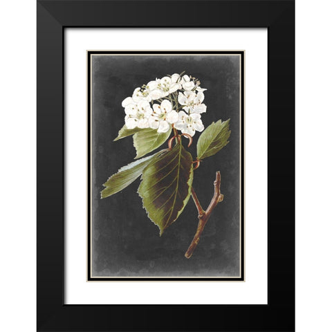 Dramatic White Flowers I Black Modern Wood Framed Art Print with Double Matting by Vision Studio