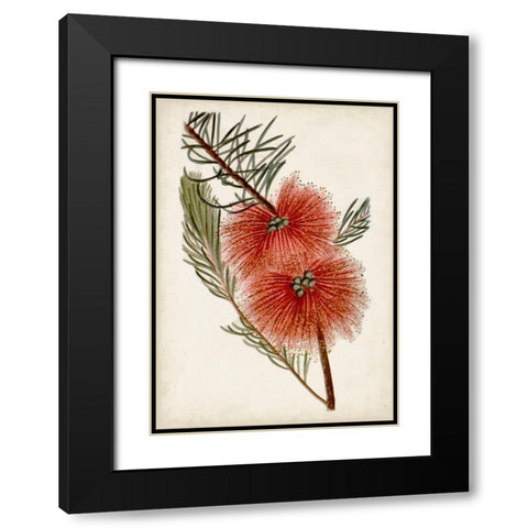 Bottle Brush Flower I Black Modern Wood Framed Art Print with Double Matting by Miller, John