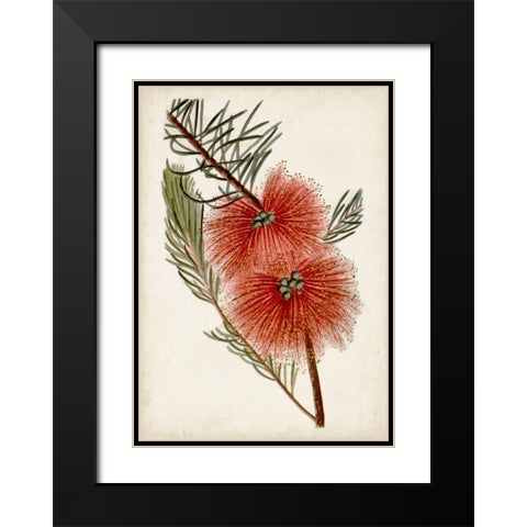 Bottle Brush Flower I Black Modern Wood Framed Art Print with Double Matting by Miller, John