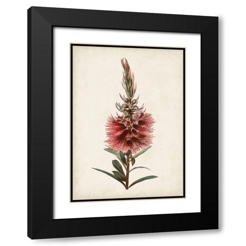 Bottle Brush Flower II Black Modern Wood Framed Art Print with Double Matting by Miller, John