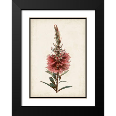 Bottle Brush Flower II Black Modern Wood Framed Art Print with Double Matting by Miller, John