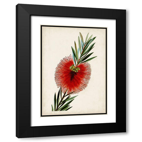 Bottle Brush Flower III Black Modern Wood Framed Art Print with Double Matting by Miller, John