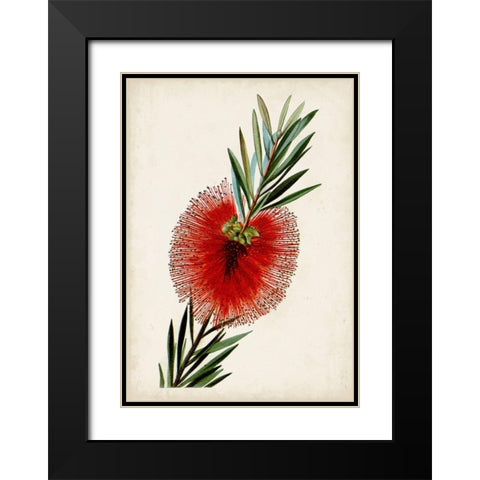 Bottle Brush Flower III Black Modern Wood Framed Art Print with Double Matting by Miller, John