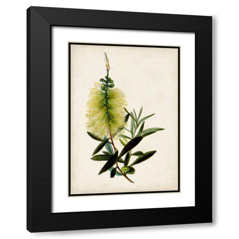 Bottle Brush Flower IV Black Modern Wood Framed Art Print with Double Matting by Miller, John