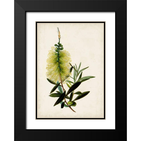 Bottle Brush Flower IV Black Modern Wood Framed Art Print with Double Matting by Miller, John