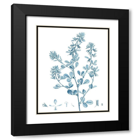 Antique Botanical in Blue VIII Black Modern Wood Framed Art Print with Double Matting by Vision Studio