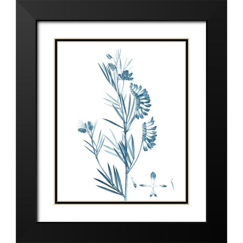 Antique Botanical in Blue IX Black Modern Wood Framed Art Print with Double Matting by Vision Studio