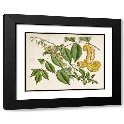 Tropical Foliage and Fruit I Black Modern Wood Framed Art Print with Double Matting by Curtis