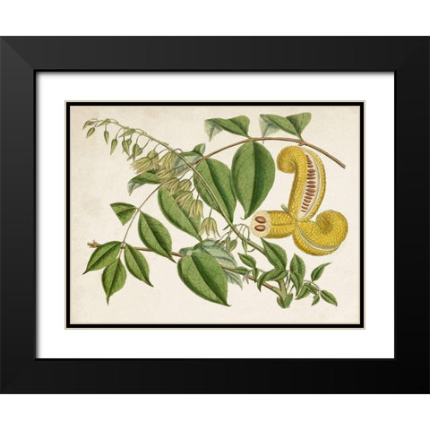 Tropical Foliage and Fruit I Black Modern Wood Framed Art Print with Double Matting by Curtis
