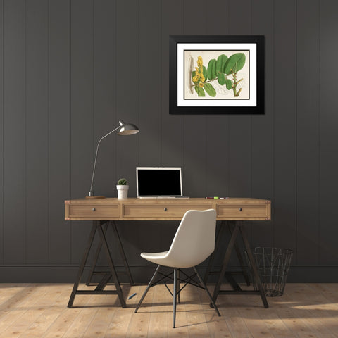 Tropical Foliage and Fruit II Black Modern Wood Framed Art Print with Double Matting by Curtis