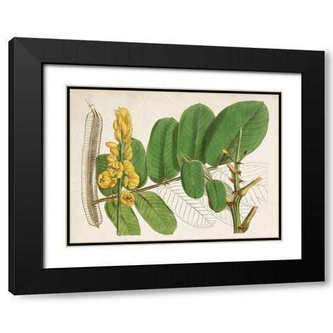 Tropical Foliage and Fruit II Black Modern Wood Framed Art Print with Double Matting by Curtis