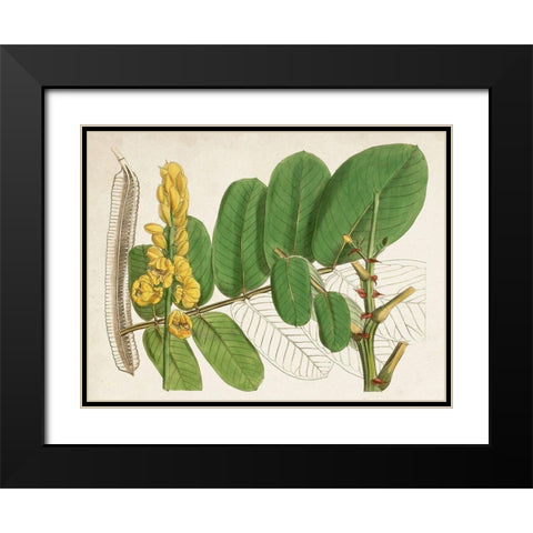 Tropical Foliage and Fruit II Black Modern Wood Framed Art Print with Double Matting by Curtis