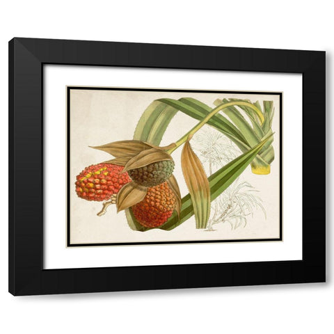 Tropical Foliage and Fruit III Black Modern Wood Framed Art Print with Double Matting by Curtis