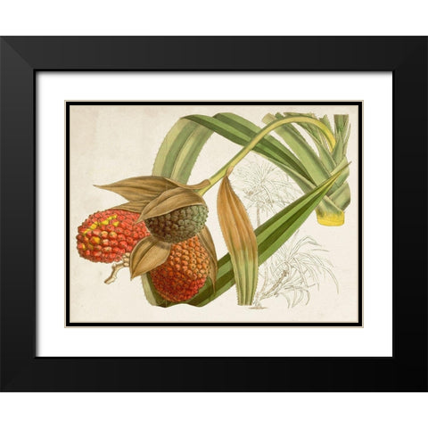 Tropical Foliage and Fruit III Black Modern Wood Framed Art Print with Double Matting by Curtis