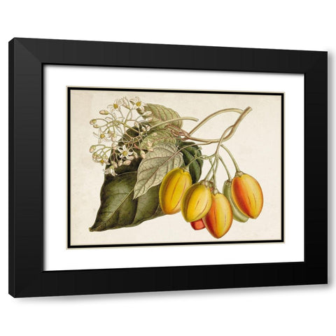 Tropical Foliage and Fruit IV Black Modern Wood Framed Art Print with Double Matting by Curtis