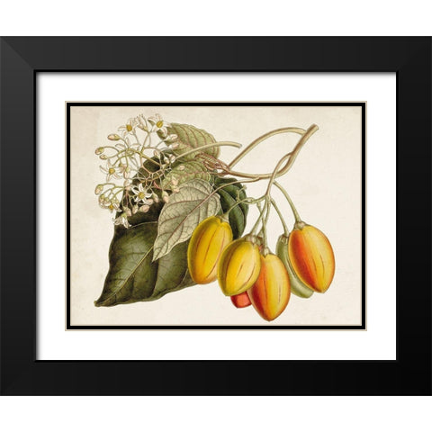 Tropical Foliage and Fruit IV Black Modern Wood Framed Art Print with Double Matting by Curtis