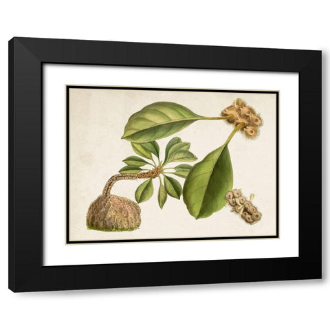 Tropical Foliage and Fruit V Black Modern Wood Framed Art Print with Double Matting by Curtis