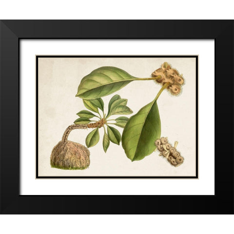 Tropical Foliage and Fruit V Black Modern Wood Framed Art Print with Double Matting by Curtis