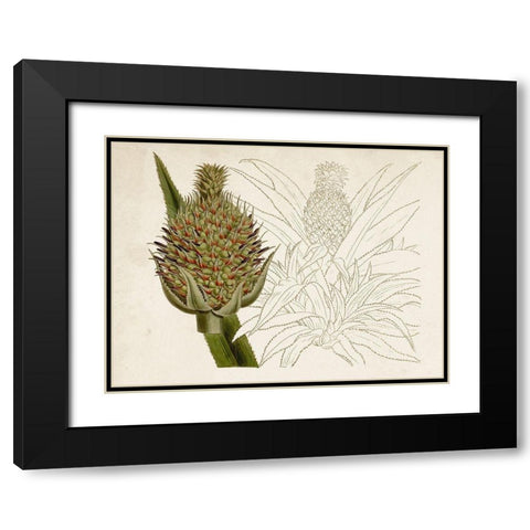 Tropical Foliage and Fruit VI Black Modern Wood Framed Art Print with Double Matting by Curtis